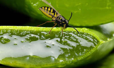 Aloe vera for a wasp sting