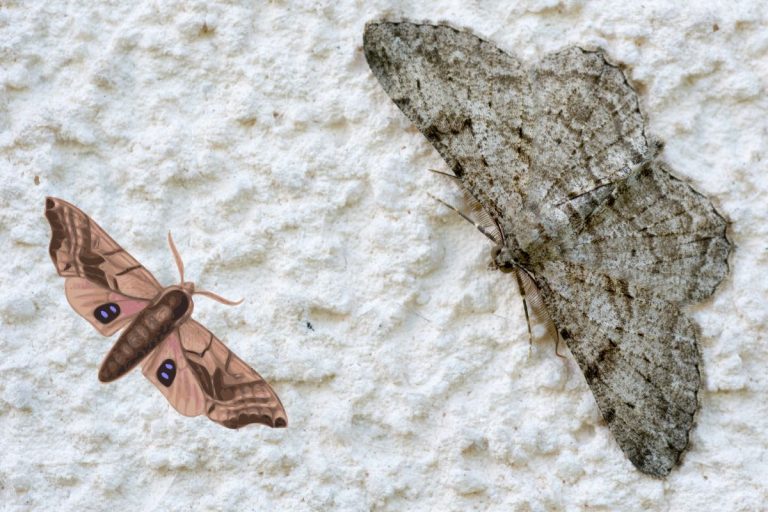 Anti papillon, des répulsifs naturels pour la maison