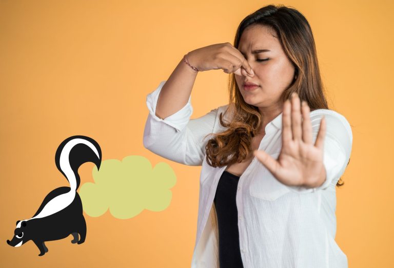 Neutraliser l’odeur de moufette dans la maison avec des astuces et solutions naturelles.