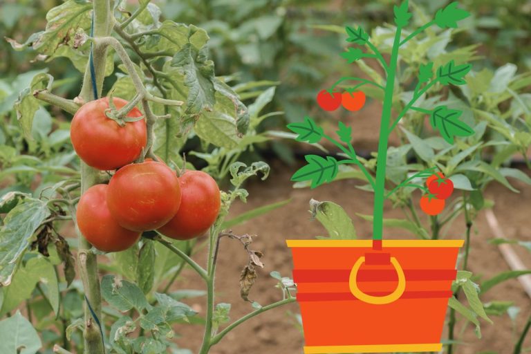 Truc de grand-mère pour avoir de belles tomates