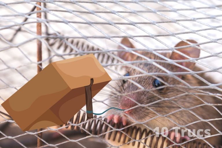 Comment attraper une souris dans un appartement
