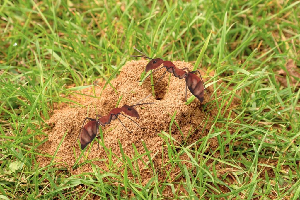 Trucs et astuces pour détruire une fourmilière naturellement — free download