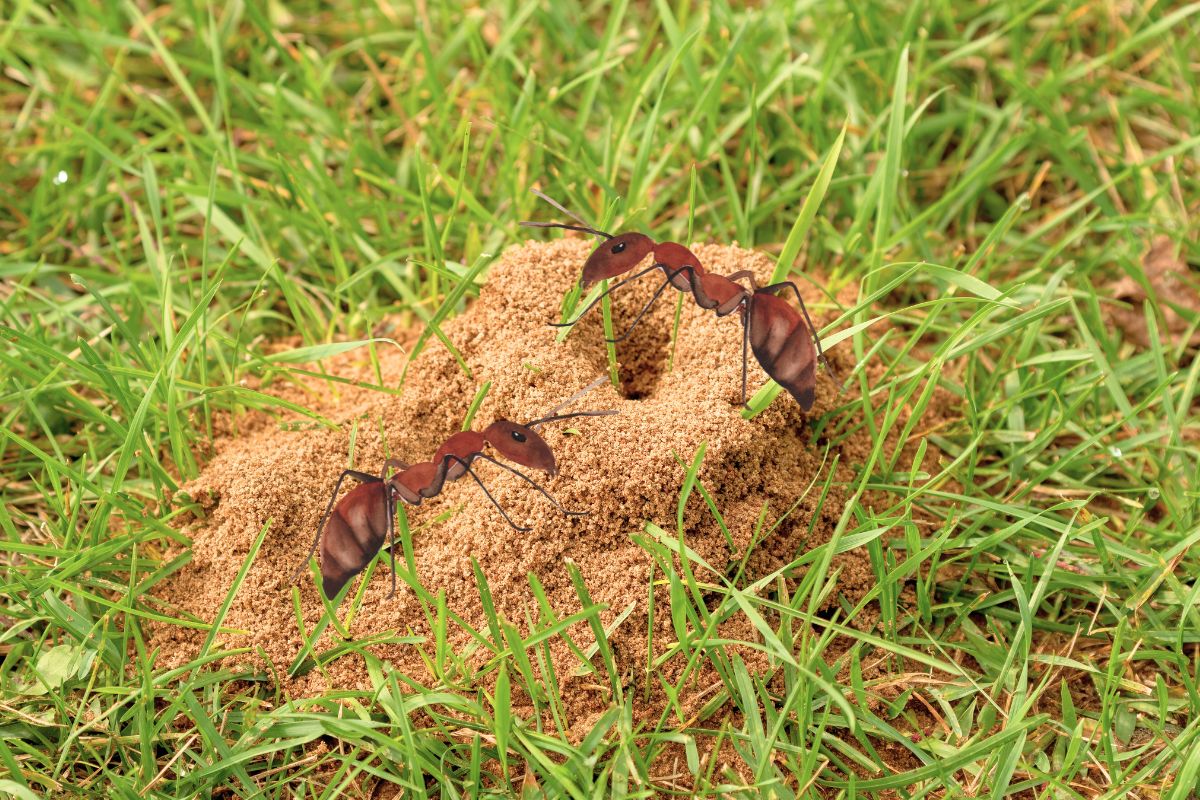 Trucs et astuces pour détruire un nid de fourmis