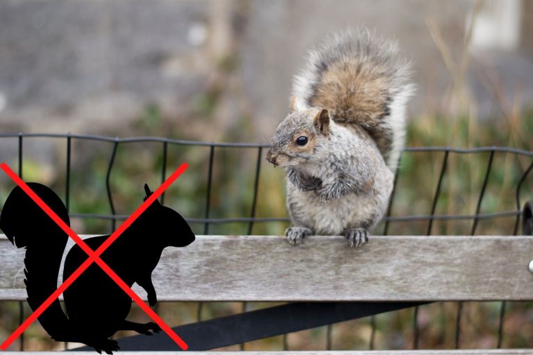 10 trucs anti-écureuils pour éloigner les écureuils