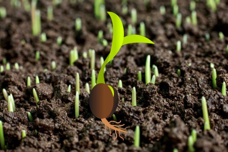 Trucs et astuces pour faire germer des graines plus rapidement