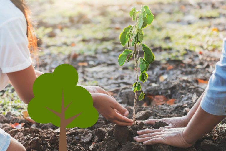 Astuces pour faire pousser un arbre plus vite