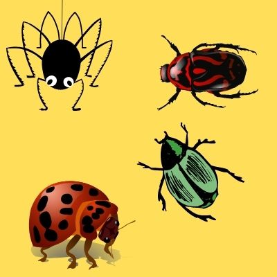 Truc contre la peur et la phobie des insectes