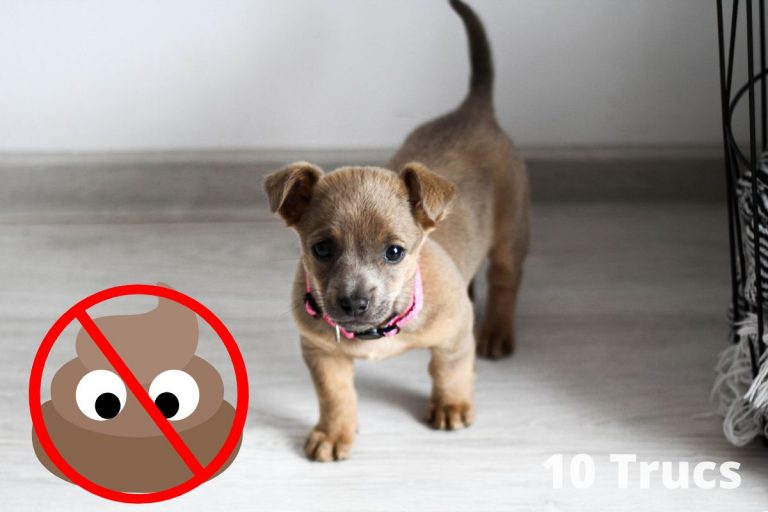 Comment rendre un chiot propre rapidement
