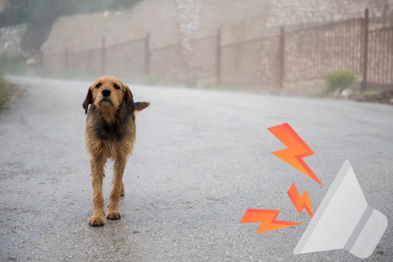 Répulsif pour chien et recette de grand-mère
