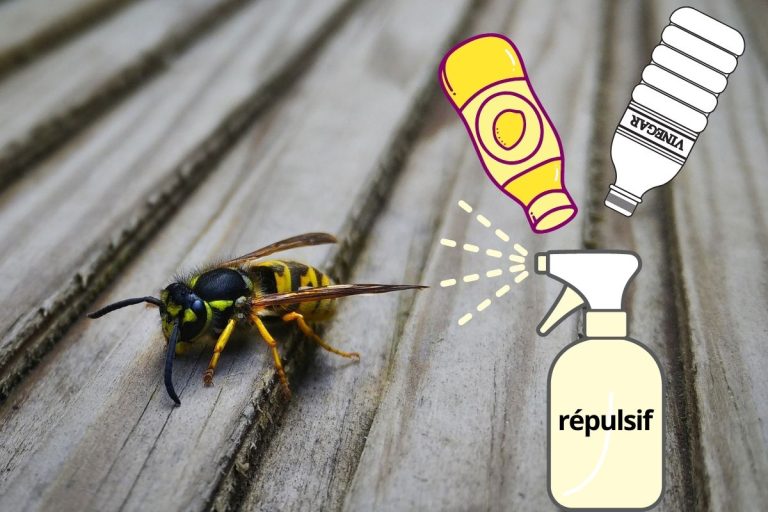 Éloigner les guêpes naturellement avec du vinaigre blanc