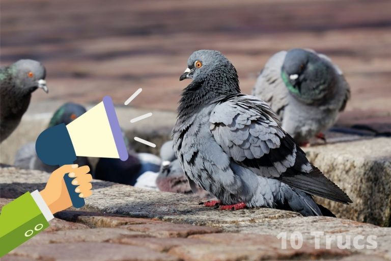 Répulsif pigeon fait maison et naturel
