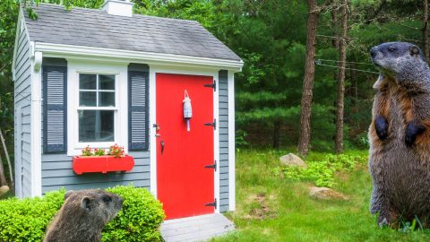 Trucs et astuces pour se débarrasser des marmottes sous un cabanon