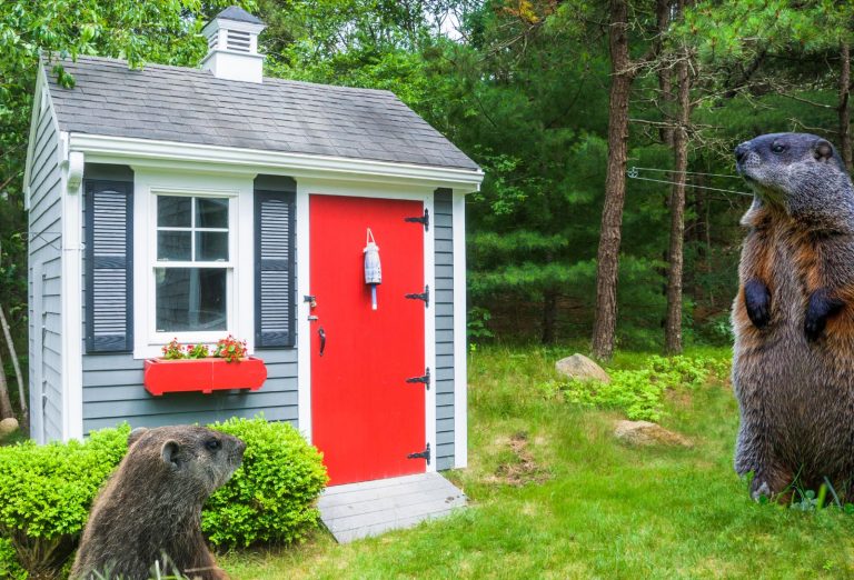 Trucs et astuces pour se débarrasser des marmottes sous un cabanon