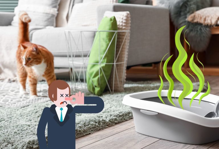 Trucs et astuces pour enlever l'odeur de pipi de chat dans la maison