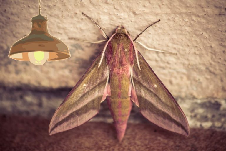 Papillon de nuit dans la maison... Comment s'en débarasser?