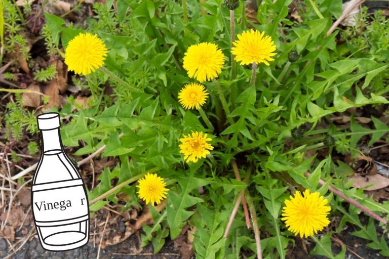 Astuces pour tuer les pissenlits naturellement