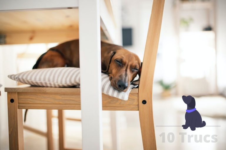 Espace pour chien dans la maison