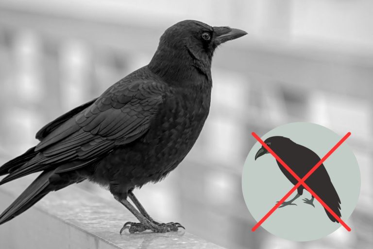 Comment éloigner les corbeaux ? 10 répulsifs faits maison