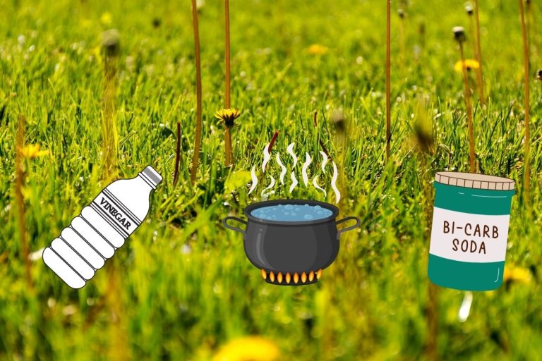 Désherbant naturel pour gazon