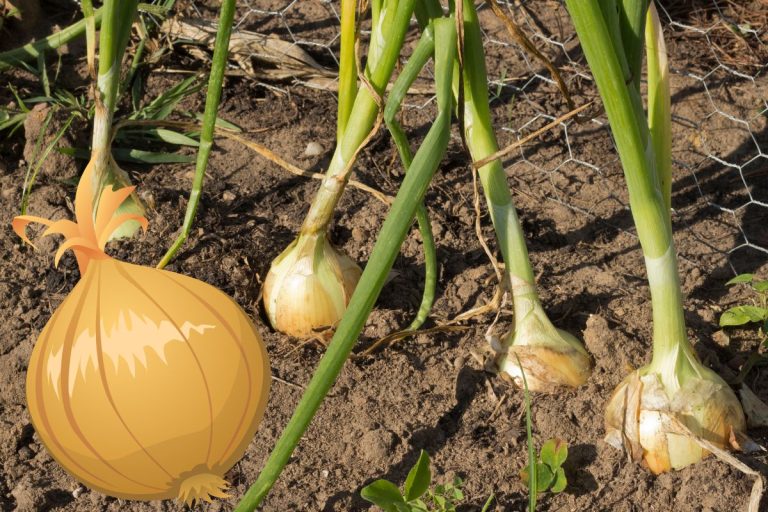 Truc pour faire grossir les oignons au potager