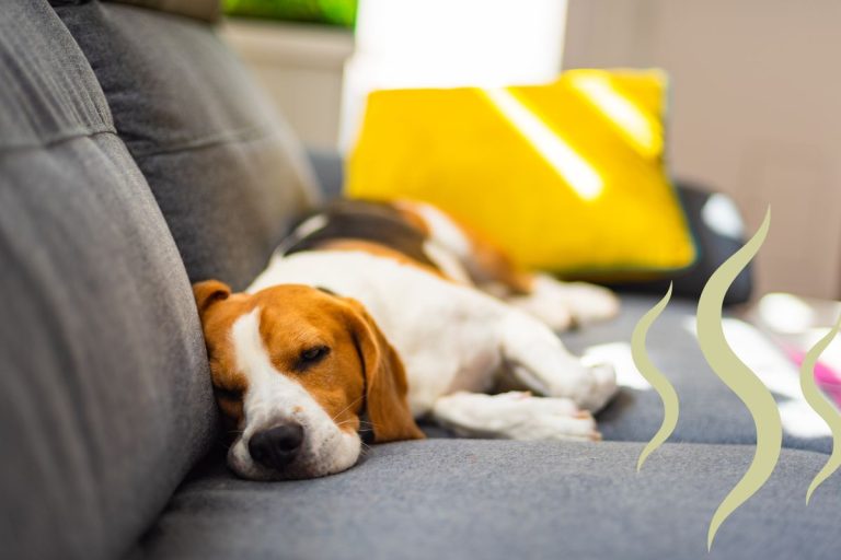 Comment enlever l'odeur de chien dans une maison