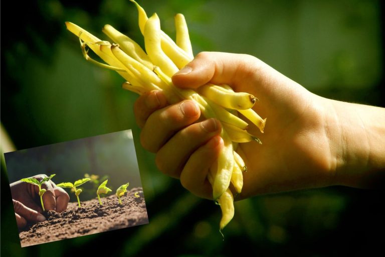 10 trucs sur la culture des haricots jaunes