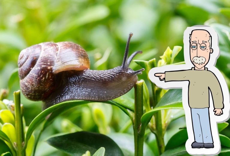 Des remèdes de grand-mère contre les escargots