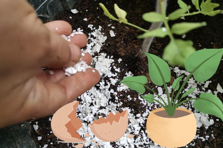 Des coquilles d'œuf pour les plantes d'intérieur et tomate