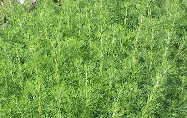 Aurone, mosquito repellent plant