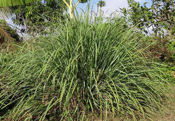 Lemongrass, an anti-mosquito plant