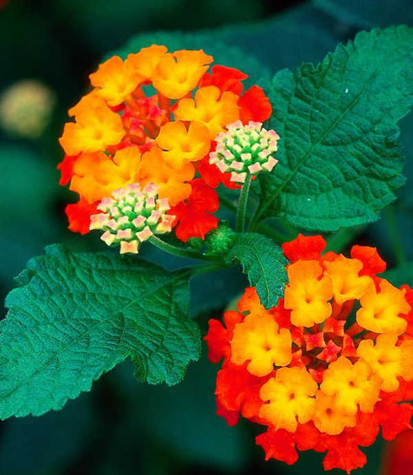 lantana plant against mosquitoes