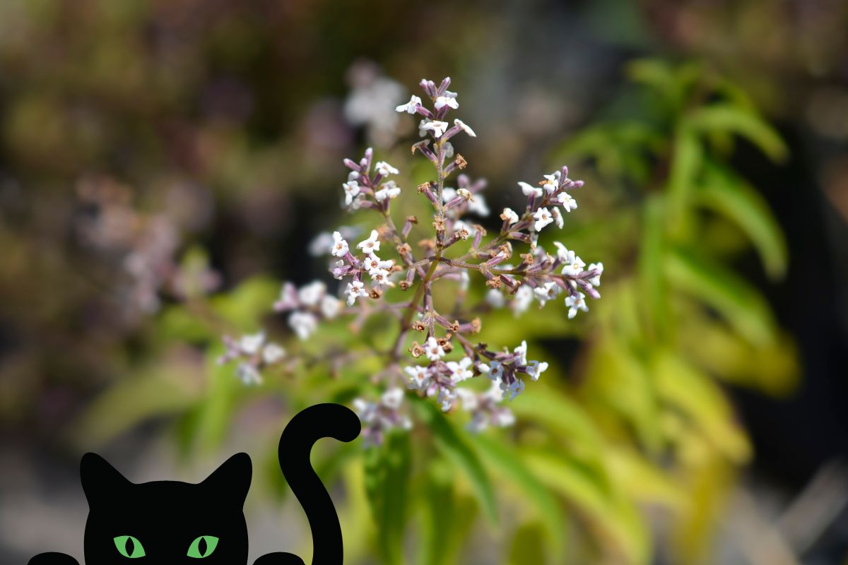 La verveine est une plante répulsive pour chat
