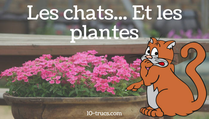 Comment éloigner les chats des plantes