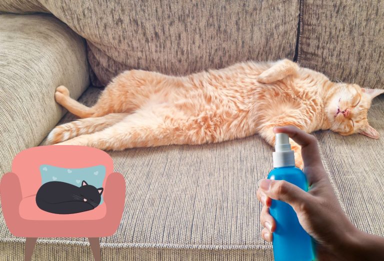 Répulsif naturel pour éloigner le chat du canapé