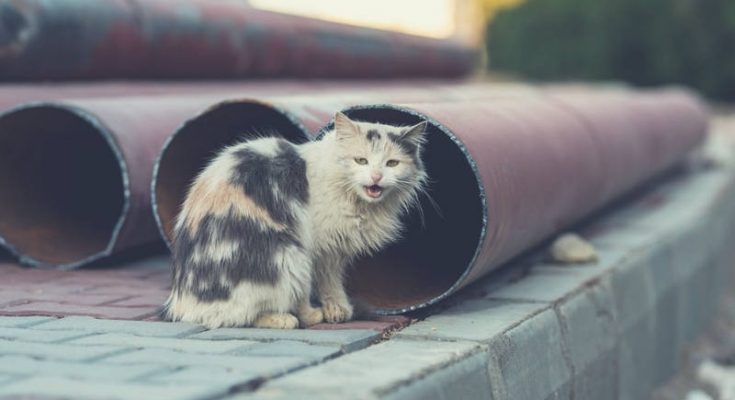 Comment Attraper Un Chat Sauvage Sans Cage