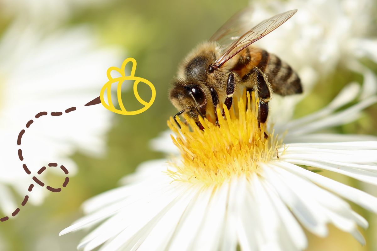 Astuces et solutions pour aider les abeilles cet été