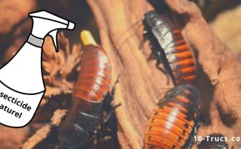 comment faire un insecticide naturel