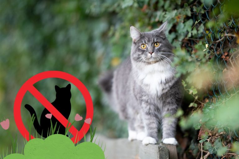 Répulsif naturel pour éloigner les chats de son jardin