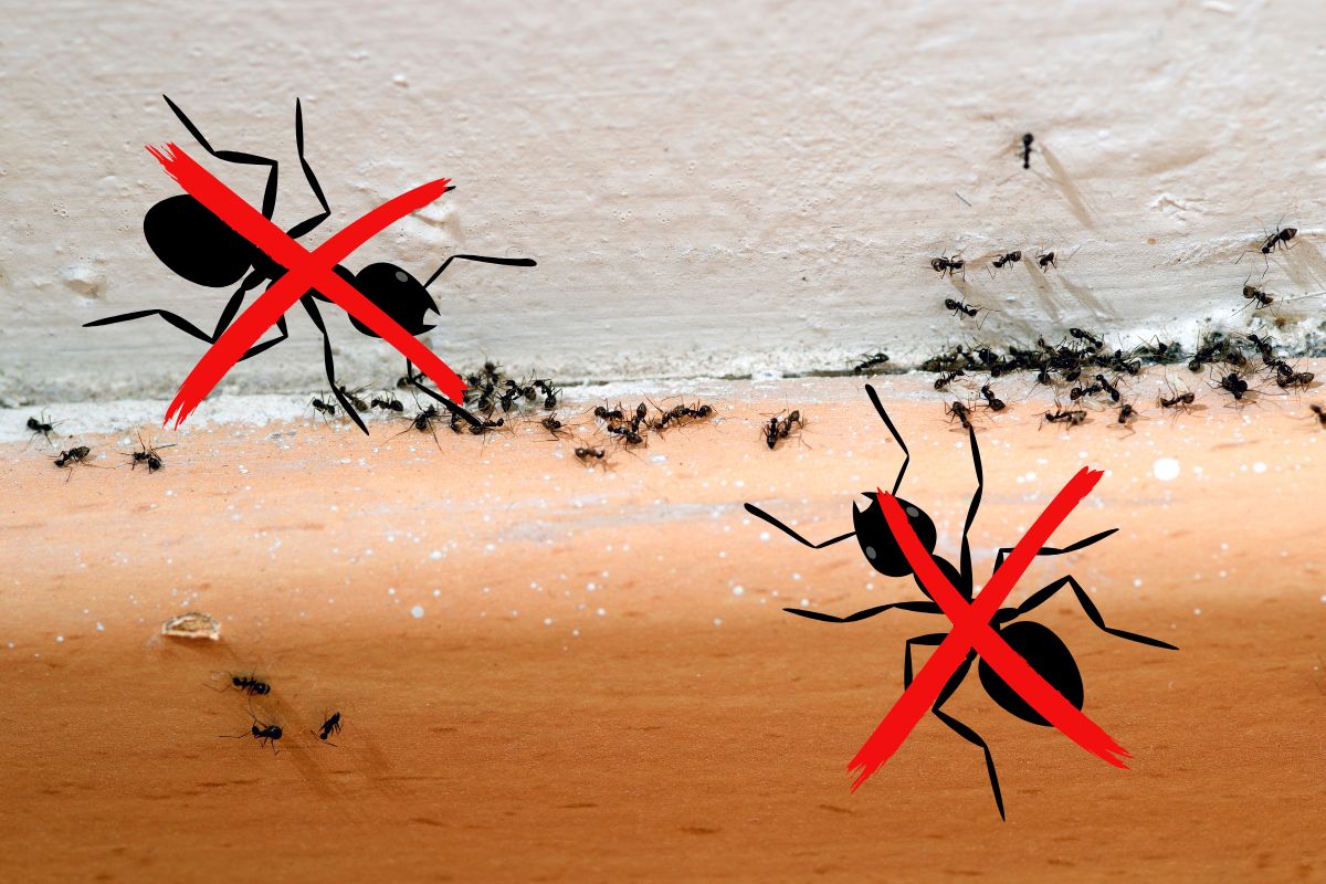 Piège à fourmis maison efficace et facile à faire