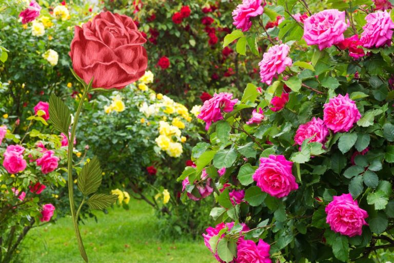 Comment avoir de beaux rosiers pour avoir de belles roses