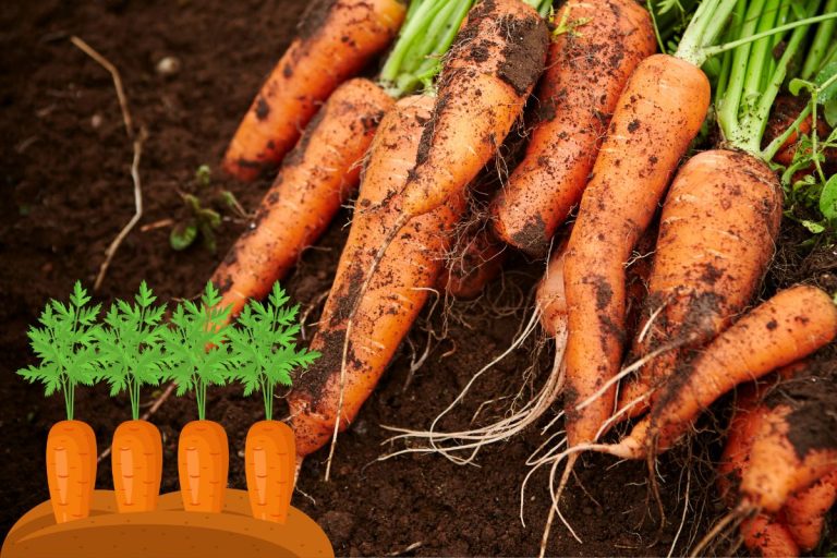 Truc et astuces pour faire pousser des carottes plus vite au jardin