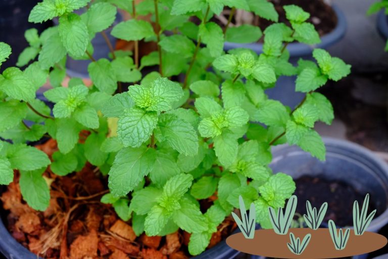 Truc pour faire pousser le la menthe au jardin et en pot