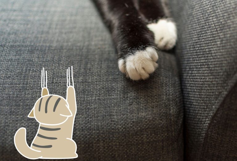 Chat en train de faire ses griffes sur un canapé