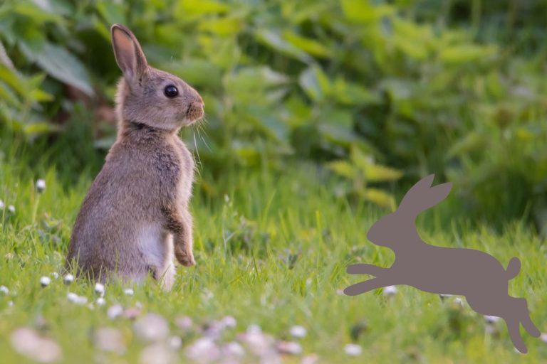 Comment éloigner les lapins et lièvres du jardin naturellement