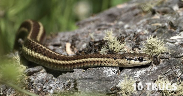 Comment éloigner les serpents?