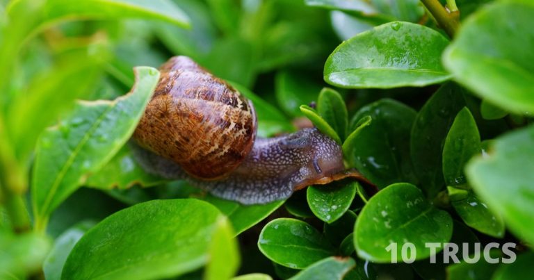 comment éloigner les limaces du jardin?