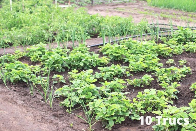 Comment enlever les mauvaises herbes dans un potager naturellement?