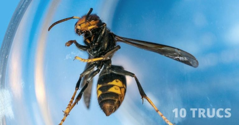 Comment fabriquer un piège à frelon asiatique?