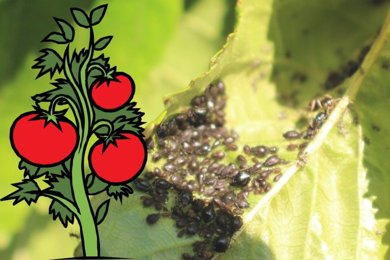 Truc pour se débarrasser des pucerons dans les tomates