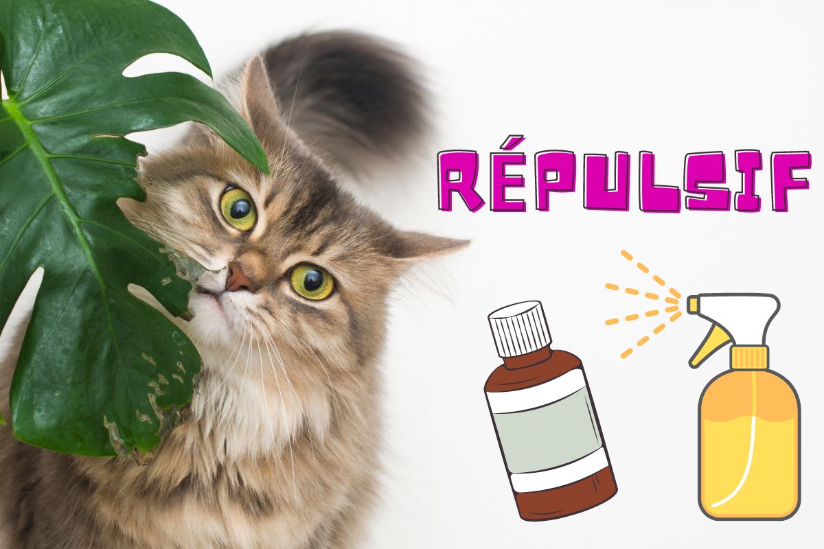 Faire un répulsif chat avec des huiles essentielles